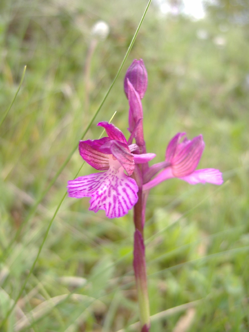 Orchis papilionacea vgrandiflora  & Ibrido, Orchis x gennari